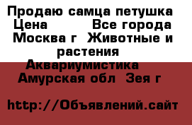 Продаю самца петушка › Цена ­ 700 - Все города, Москва г. Животные и растения » Аквариумистика   . Амурская обл.,Зея г.